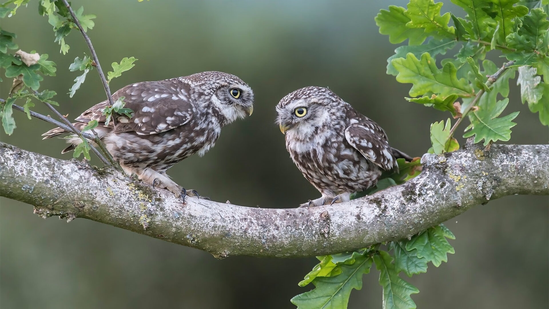 爱游戏综合娱乐-乔治·巴尔：每次防守后快速反击，为全黑队提供了进攻机会，乔治巴顿 百科