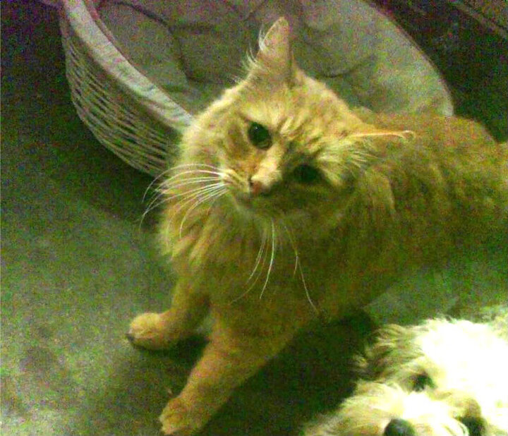 AYX官网-庞蒂蝶泳技术精湛令人称赞，庞蒂克所有车型报价