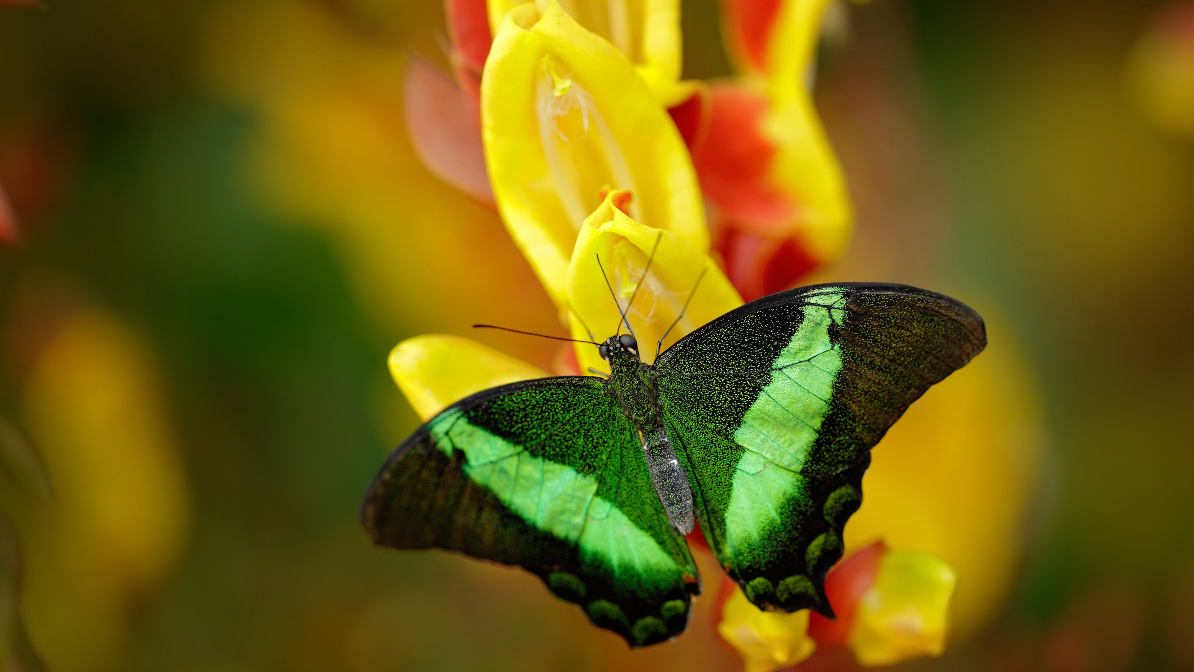 爱游戏体育-热火宣布伤员即将回归提升整体实力，热火silva